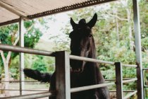 Lindo cavalo preto no estábulo — Fotografia de Stock