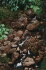 Von oben ein kleiner Bach mit grünem Moos, das im Sommer auf großen Felsen zwischen tropischen Pflanzen wächst — Stockfoto