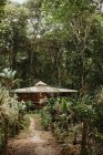 Невелика дерев'яна будівля для відпочинку серед зелених барвистих екзотичних рослин і великих дерев в сонячний день — стокове фото