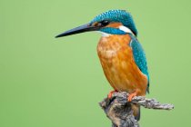 Gros plan Kingfisher avec des plumes orange sur la poitrine et des plumes bleues sur la tête et le dos assis sur une branche isolée sur fond vert — Photo de stock