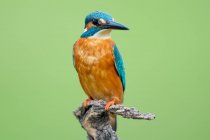 Kingfisher coloré avec long bec noir — Photo de stock
