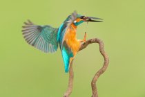 Kingfisher colorido com bico preto longo — Fotografia de Stock