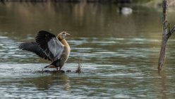 Side view of stunning wild Egyptian goose waving wings while resting on lake in autumn day — Stock Photo