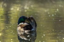 Pato incrível flutuando no lago no verão — Fotografia de Stock