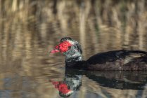 Vista lateral del maravilloso pato salvaje moscovita con plumaje negro flotando en el estanque en el campo - foto de stock