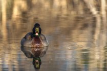 Дивовижна качка плаває на озері влітку — стокове фото