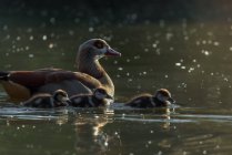 Vista laterale di oca egiziana con piccoli goslings nuoto sul laghetto in giornata di sole — Foto stock
