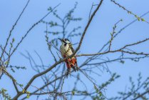 Piccolo uccello su tronco di albero in foresta — Foto stock