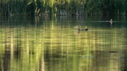 Водяний птах плаває на озері влітку — стокове фото