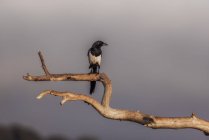 Uccello selvatico nero appollaiato sull'albero — Foto stock