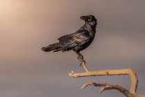 Schwarzer Wildvogel hockt auf Baum — Stockfoto