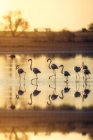 Stormo di graziosi fenicotteri che passeggiano sul lago al tramonto — Foto stock
