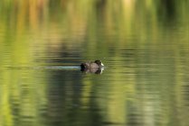 Increíble pato flotando en el lago en verano - foto de stock