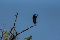 Pássaro preto selvagem empoleirado na árvore — Fotografia de Stock