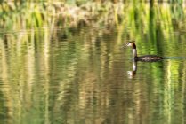 Летние водоплавающие птицы на озере — стоковое фото