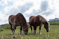 Mandria di cavalli al pascolo sul prato nella giornata di sole — Foto stock