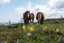 Стадо лошадей, пасущихся на лугу в солнечный день — стоковое фото