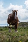 Cavalo pastando no prado em dia ensolarado — Fotografia de Stock