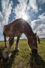 Pâturage à cheval dans la prairie par temps ensoleillé — Photo de stock
