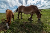 Pferdeherde weidet bei sonnigem Wetter auf der Weide — Stockfoto