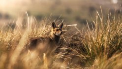 Дика тварина в сухій траві восени — стокове фото
