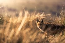 Дикое животное в сухой траве осенью — стоковое фото