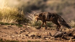 Animal selvagem na grama seca no outono — Fotografia de Stock