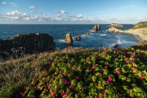 Сверху прекрасный пейзаж розовых цветов, цветущих на скалистом побережье Коста Бравы — стоковое фото