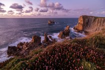 From above wonderful landscape with purple sky and pink flowers blooming on rocky seashore of Costa Brava — Stock Photo