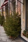 Façade de café avec des décorations colorées de branches de conifères et arbre de Noël avec des guirlandes à la lumière du jour — Photo de stock