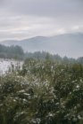 Dall'alto di alberi colorati su pendio di collina con montagne nevose e cielo su sfondo — Foto stock