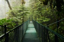 Stretto ponte metallico che attraversa una fitta foresta pluviale con alberi verdi in Costa Rica — Foto stock