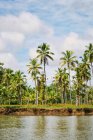 Cenário pitoresco de palmeiras altas na costa do rio abaixo do céu nublado em Costa Rica — Fotografia de Stock
