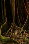 Абстрактная текстура гигантского ствола дерева в джунглях Коста-Рики — стоковое фото