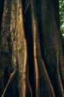 Abstrakte Textur eines riesigen Baumstammes im Dschungel von Costa Rica — Stockfoto