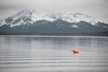 Одинокий спокойный фламинго на озере против снежных гор — стоковое фото