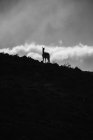 Tranquil lama in sunbeams against snowy mountain ridge — Stock Photo