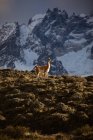 Ruhige Lama in Sonnenstrahlen gegen schneebedeckten Bergrücken — Stockfoto