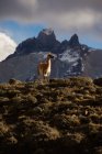 Tranquil lama in sunbeams against snowy mountain ridge — Stock Photo