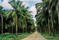 Paesaggio pittoresco di strada rurale attraverso la foresta di palme che porta al mare in Costa Rica — Foto stock
