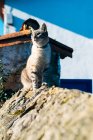 Adorable chat domestique avec collier assis sur la frontière de pierre brute à l'extérieur de la maison par une journée ensoleillée sur la rue — Photo de stock