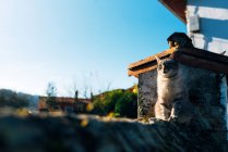 Adorable chat domestique avec collier assis sur la frontière de pierre brute à l'extérieur de la maison par une journée ensoleillée sur la rue — Photo de stock