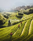 From above of rice terraces with green plants and workers with small city under fog on slope of hill in Longsheng, China - foto de stock