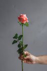 Mãos de florista profissional feminino cortado irreconhecível fazendo buquês de rosas rosa em fundo cinza — Fotografia de Stock