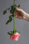 Mains professionnelles de fleuriste récoltées méconnaissables faisant des bouquets de roses roses sur fond gris — Photo de stock