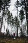 Seitenansicht eines jungen männlichen Wanderers in lässigem Outfit, der auf einem Baumstumpf zwischen hohen Kiefern steht und zum Herbst aufblickt — Stockfoto