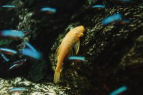 Dall'alto di pesce arancione vicino a roccia ruvida su fondo di ciottolo in acquario — Foto stock