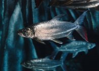 Big fish with grey scale under sea water on blue blurred background in oceanarium — Stock Photo