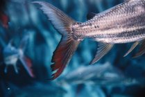 Большой хвост рыбы с ярко-серебристой чешуей в голубой воде аквариума на размытом фоне — стоковое фото