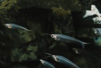 Gros plan du troupeau de petits poissons transparents sous l'eau dans l'aquarium sur fond flou coloré — Photo de stock